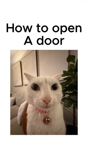 How to open door tutorial 😃 #shorts #viral #trending #cat #funny #ai #memes #cute #pets #catvideos