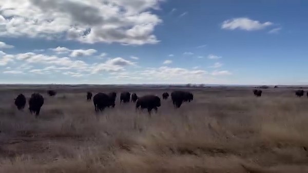 152K views · 3.7K reactions | The bison have been released into the park after the bison working of 2023. They are headed for the canyons! The park will reopen to the public today at 2PM. Please be sure to maintain a 50 yard distance if you run into any of the herd in the park. #caprockcanyonsstatepark #texasstateparks #lifesbetteroutside #quitaquetx #texasstatebisonherd | Caprock Canyons State Park | Facebook