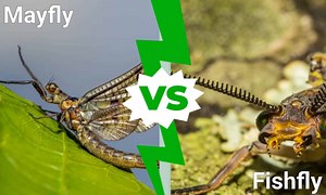 Fishfly vs Mayfly: 5 Differences Explained