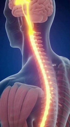 Motor Nerves Explained: How the Brain Sends Commands to Your Muscles