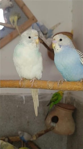 Why Do Budgies Sing Like This? 🐦 Beautiful Budgie Sounds