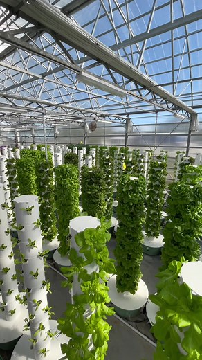Global Impact of Vertical Farming: Aeroponic Innovations Around the World