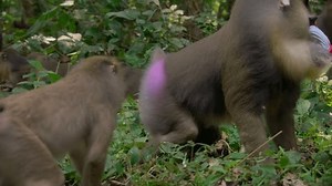 Mandrille mâle (Mandrillus sphinx) combattante avec d'autres mandrilles dans la forêt, savane africaine, Botswana.