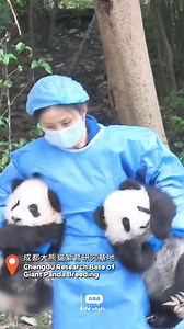 12 reactions | In recent days, the newborn giant panda cubs of 2024 at the Chengdu Research Base of Giant Panda Breeding have been introduced to visitors. Their adorable and playful appearance has captured the hearts of many. #熊貓 #panda #パンダ #팬더 #Chengdu #Cute #animal | GBA Life Style | Facebook