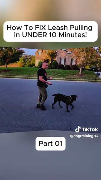 #gsd #dogtraining #diy #trainer #everyone #training #dog