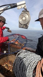 The Promar Ambush hoop nets are working! Get yours now! promarahi.com : @california.dawn #dungeness #crab #norcal #sportfishing #crabseason #crabbing #Promar #ambush #hoopnet #Captain #CaliforniaDawn #SanFrancisco #Monterey #FortBragg #California | Promar & Ahi USA | Facebook