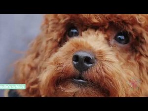 The Ultimate Guide to F1b Mini Goldendoodles: Traits, Care, and Costs!