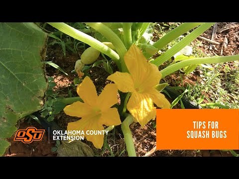 Simple Control Methods for Squash Bugs in Your Summer Garden