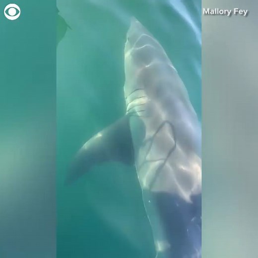 SPOTTED: A family was on their boat last Friday eight miles off the coast of Provincetown, Massachusetts when they spotted a shark right next to the boat. | CBS Newspath
