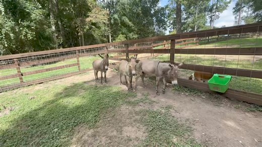 101K views · 4.1K reactions | Welcome the ABCs! #mini #donkey #rescue | Ima Survivor Donkey and Farm Animal Sanctuary | Facebook