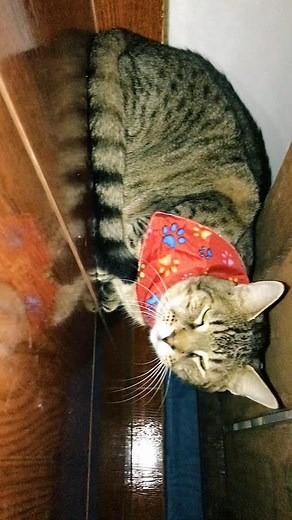 Videos de Aleja🤪🤩 (@aleja__1209) con “sonido original - Aleja🤪🤩”