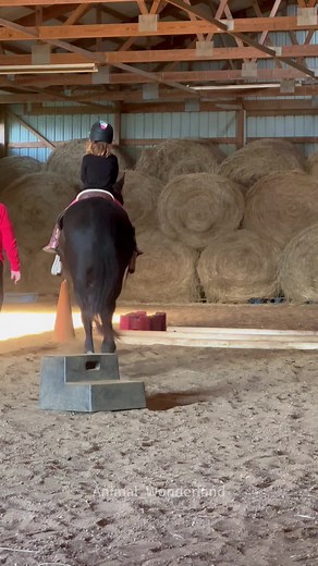 Funny Horse Reactions to Getting Scared
