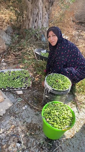 Olive Harvesting: A Guide to Picking and Sorting