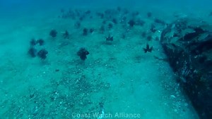 2M views · 11 reactions | How bad is the lionfish invasion in the northern Gulf of Mexico? To get an idea, watch this video showing a diver removing dozens of these invasive fish from a single artificial reef off Pensacola. Credit: Alex Fogg, Coast Watch Alliance | Guy Harvey | Facebook