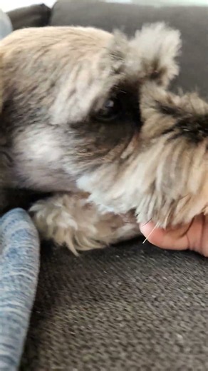 doggg