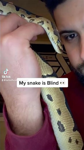 My Ball Python Is Blind!!!