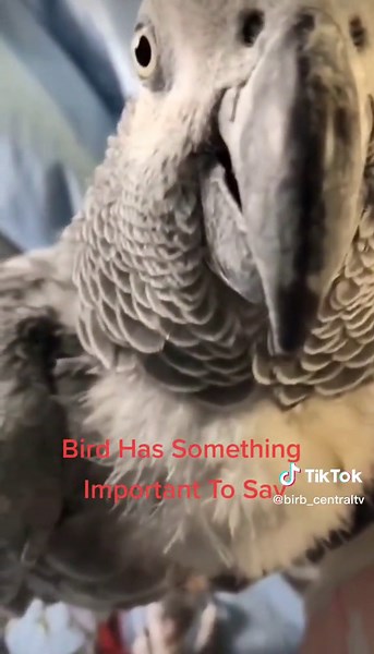 Kaitlyn and Naja: African Grey Parrot Channel