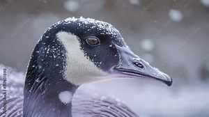 Closeup of a Canadian gooses beak coated in droplets of snow as it proudly presides over its winter domain.