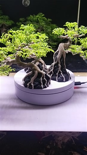 Bonsai Hiasan Aquarium: Kecantikan dan Keunikan