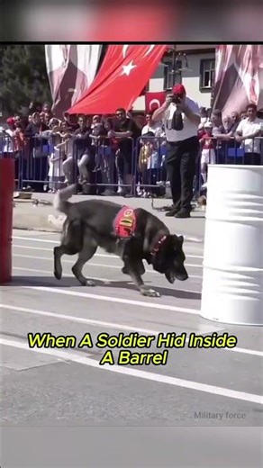 Military Dog Skills 🐕 #shorts #viral #trending