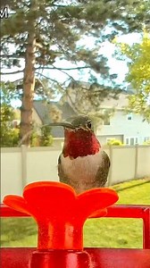 Watch Closely... Did You See the Hummingbird's Tongue?