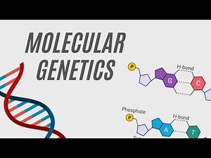 MOLECULAR GENETICS | O Level | Pure Biology