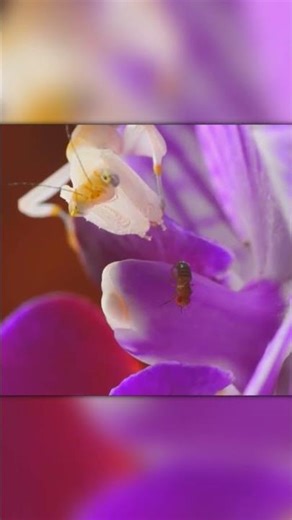 You’ve Never Seen a Mantis Like This Before!