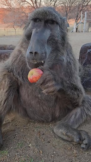 Cindy the baboon is the ASMR queen! 🐒🔊 #animals #asmr #cuteanimals #wildlife #animals #monkey #meerkat #animals #viralvideo #trending #fypシ #fyp #foryou #viral #4yp #foryoupage #facebookreels #trend #reels #reelusa | Darrell Buck