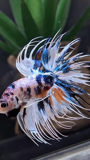 Crowntail Marble Candy Betta Fish For Sale