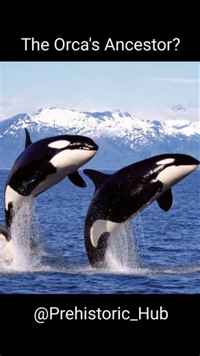 An Ancient Orca?...#prehistoric #paleontology