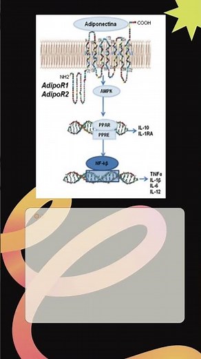 Adiponectin #science #medicine #biology
