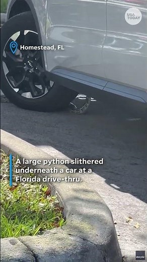 Python creeps under car waiting in Florida drive-thru line