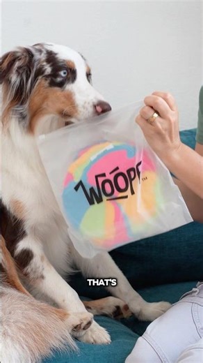A brain workout for your dog! 🧠💪 #enrichment #mentalenrichment