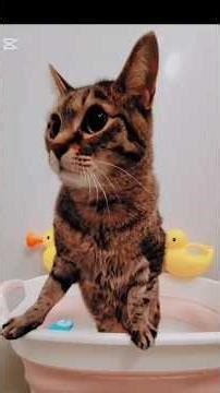 FIPを完治し後遺症を残しつつも一生懸命生きるおむつネコさくらさん🌸 #猫 #cat #後遺症#fip #生きる