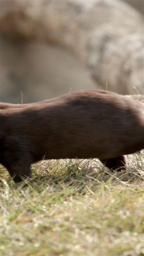 118K views · 6.5K reactions | Munti & Flounder the new Asian small-clawed otters explored their outdoor habitat for the first time. You'll be able to see these two when phase 2 of Elephant Trek opens this spring. Asian small-clawed otters form monogamous pairs, meaning they mate for life. Both parents play an active role in raising their pups! (Munti has a pink nose and Flounder's nose is black) | Cincinnati Zoo & Botanical Garden | Facebook
