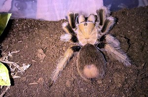Aphonopelma chalcodes – The Desert Blonde