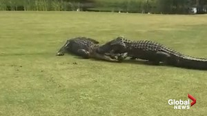 Two large alligators caught fighting on golf course in South Carolina