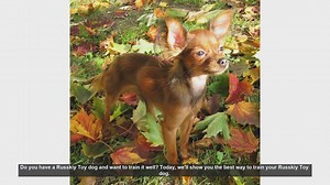 How to Train Your Russkiy Toy Dog: Tips and Techniques