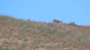 1.9K views · 23 reactions | Puget Sound Express on Reels | Facebook