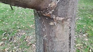 76K views · 376 reactions | Near About 90% Of Orchards Are Affected By Leaf Miner, Kindly Do Any Strong Insecticide After Pruning In November. Otherwise It Will Cause Big Problem In New Season....... | The Horticulture Update | Facebook