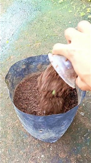 Simple way to plant cabbage in polybags #gardening #vegetables