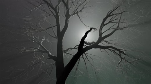 Tree, Branches, Space. Free Stock Video