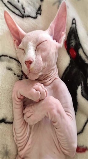 #sphinx#sphinxcat | Sphynx Cat