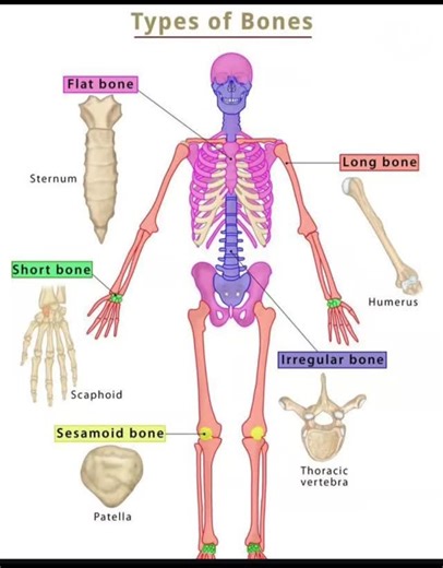 ~♥~٩ᙖ᥉c𝘯ʊ𝚛᥉ί𝘯𝓰۶~♥~ | #Typesofbone#irregularbone#example withskeleton#anatomy#bonename# | Instagram