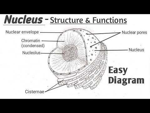 How to draw Nucleus Diagram | Easy Nucleus Drawing | Structure And Function Of Nucleus