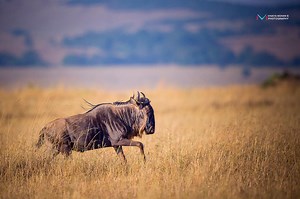 44 reactions · 7 comments | Gnu Year Reflections: Recapping our 2023 Safaris and the wonderful folk who visited Tanzania and Great Migration Camps, for those wild adventures. THANK YOU to our fabulous team, here's to 2024 and a gnu year. | Great Migration Camps | Facebook