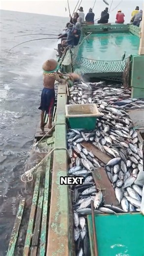 How They Catch Tuna Without Nets! (Pole & Line)