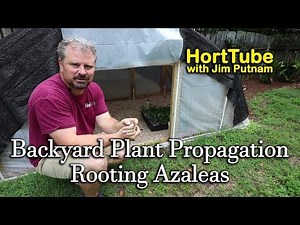 Backyard Plant Propagation 6 - Rooting Azaleas
