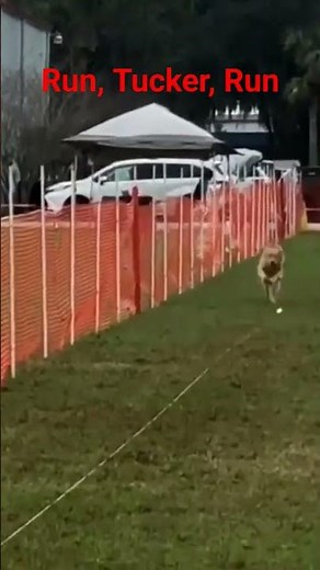 AKC Fast Cat 2021 Strawberry Classic - Run, Tucker, Run