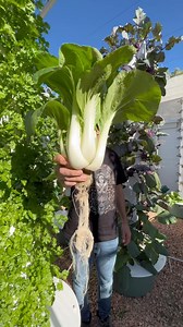 1.8M views · 10K reactions | This innovative farming method simplifies the process of growing Bok Choy #bokchoy #pakchoi #verticalfarming #towergarden #aeroponics #potager #soilless #gardening | Agrotonomy Tower Farms | Facebook
